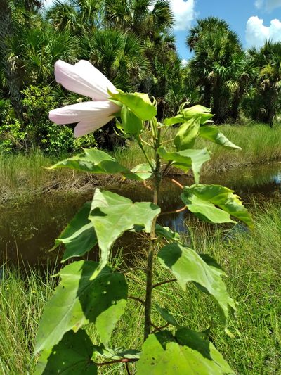 Hibiscus grandiflorus, photographed by Scott Ward
