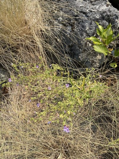 Penstemon diphyllus, photographed by Matt Berger