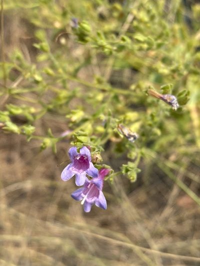 Penstemon diphyllus, photographed by Matt Berger