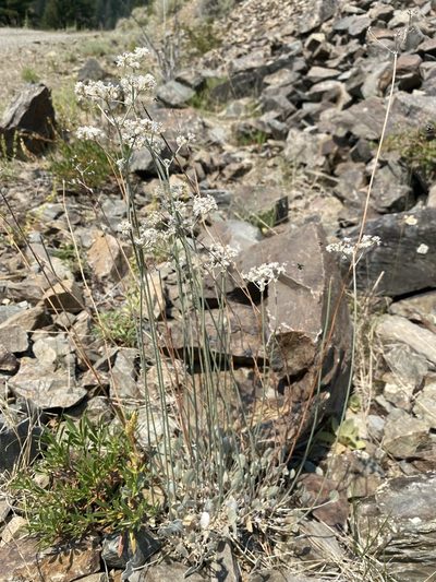 Eriogonum strictum, photographed by Matt Berger