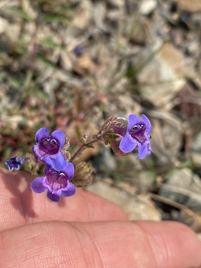 Penstemon diphyllus, photographed by Matt Berger