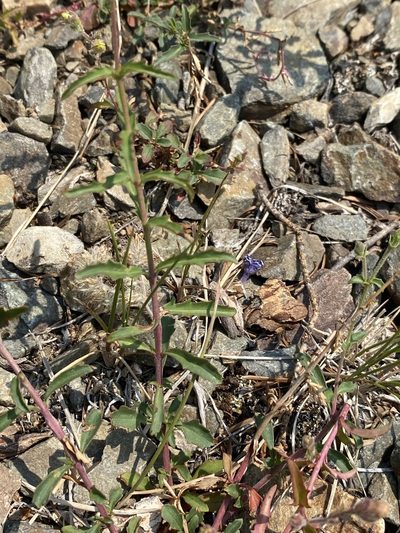 Penstemon diphyllus, photographed by Matt Berger