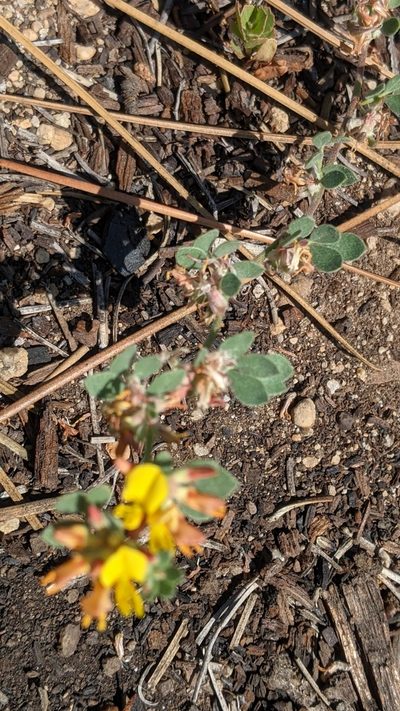 Acmispon decumbens, photographed by My-Lan Le