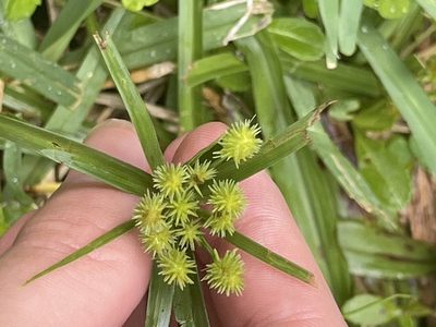 Cyperus croceus, photographed by plingus22