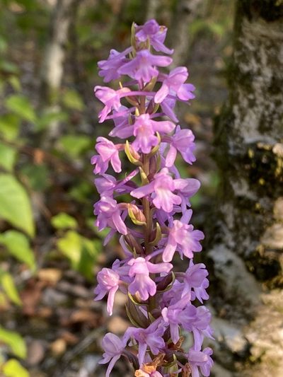 Gymnadenia densiflora, photographed by Terry Instone
