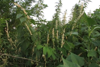 Melica altissima, photographed by Татьяна Горбушина
