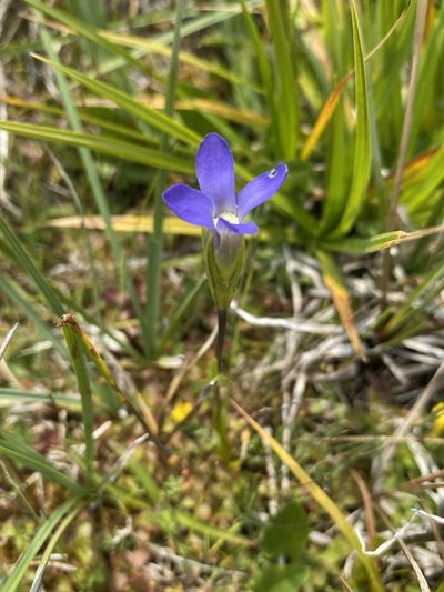 Gentianopsis simplex, photographed by Matt Berger
