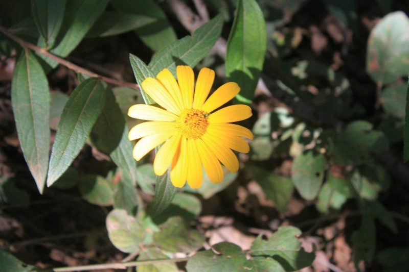 Aldama ghiesbreghtii, photographed by Eugenio Padilla