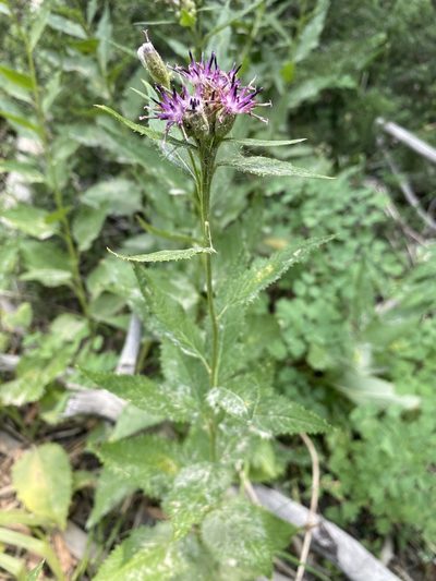 Saussurea americana, photographed by Matt Berger