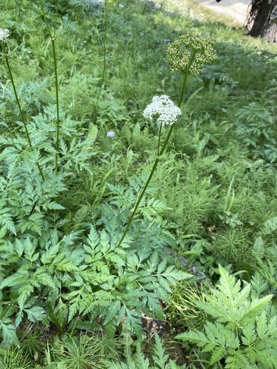 Ligusticum canbyi, photographed by Matt Berger