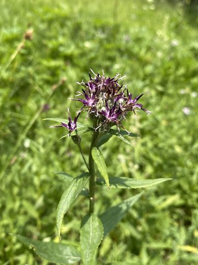 Saussurea americana, photographed by Matt Berger