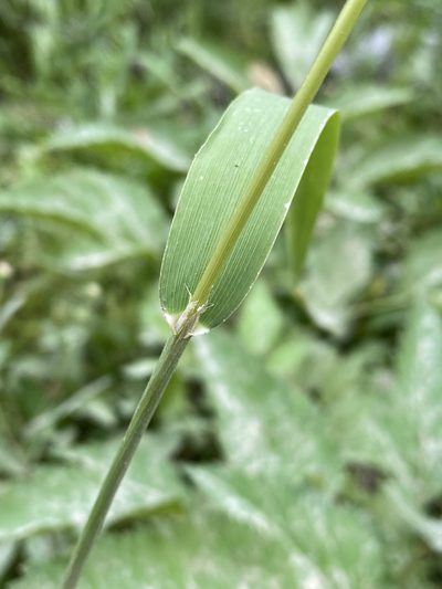Cinna latifolia, photographed by Matt Berger