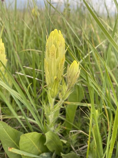 Castilleja cusickii, photographed by Matt Berger
