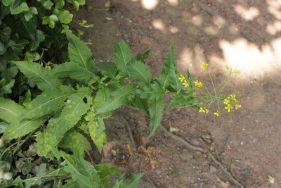 Sisymbrium strictissimum, photographed by Björn Sothmann