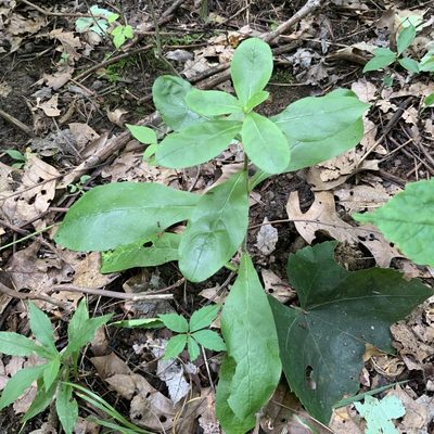 Hieracium scabrum, photographed by Summit Metro Parks