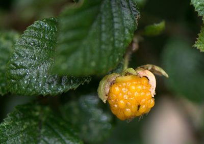 Rubus ellipticus, photographed by Ramnarayan K