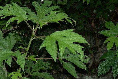 Girardinia diversifolia, photographed by Ramnarayan K
