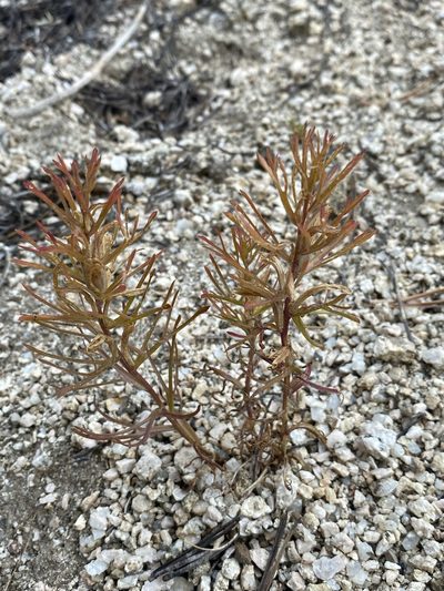 Castilleja covilleana, photographed by Matt Berger