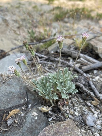 Chaenactis evermannii, photographed by Matt Berger