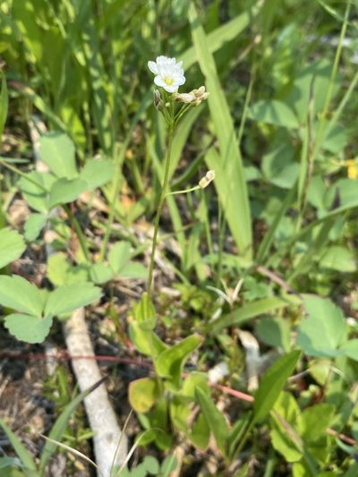 Claytonia cordifolia, photographed by Matt Berger