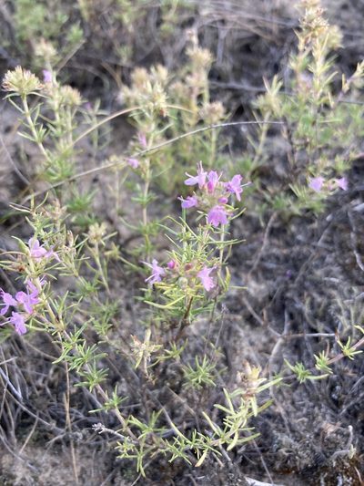 Thymus pallasianus, photographed by Stanislav Murashkin