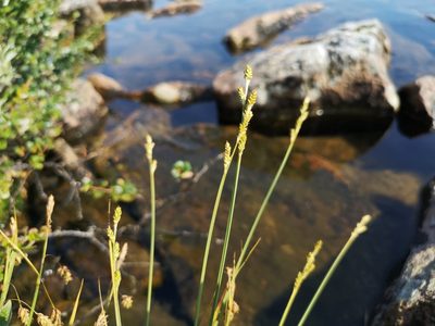 Carex canescens, photographed by Jens-Christian Svenning