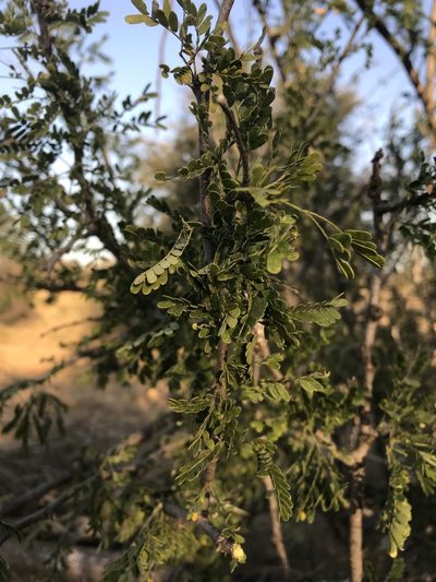 Vachellia grandicornuta, photographed by rosshawkins