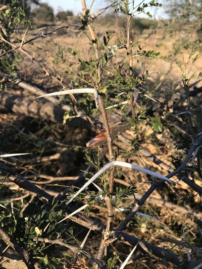 Vachellia grandicornuta, photographed by rosshawkins