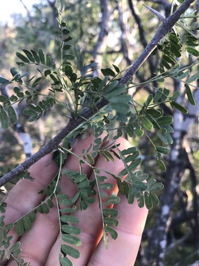 Vachellia grandicornuta, photographed by rosshawkins
