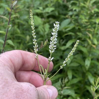 Veronicastrum virginicum, photographed by Summit Metro Parks