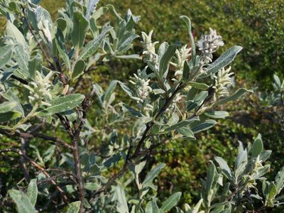 Salix glauca, photographed by Jens-Christian Svenning