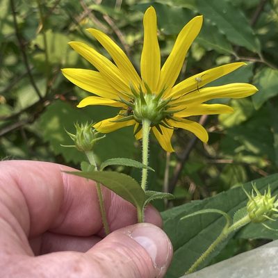 Helianthus strumosus, photographed by Summit Metro Parks