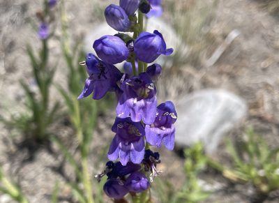 Penstemon strictus, photographed by lazarus