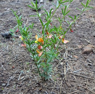 Acmispon wrightii, photographed by Andrew Tree