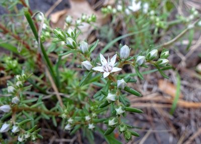 Sedum stelliforme, photographed by Andrew Tree