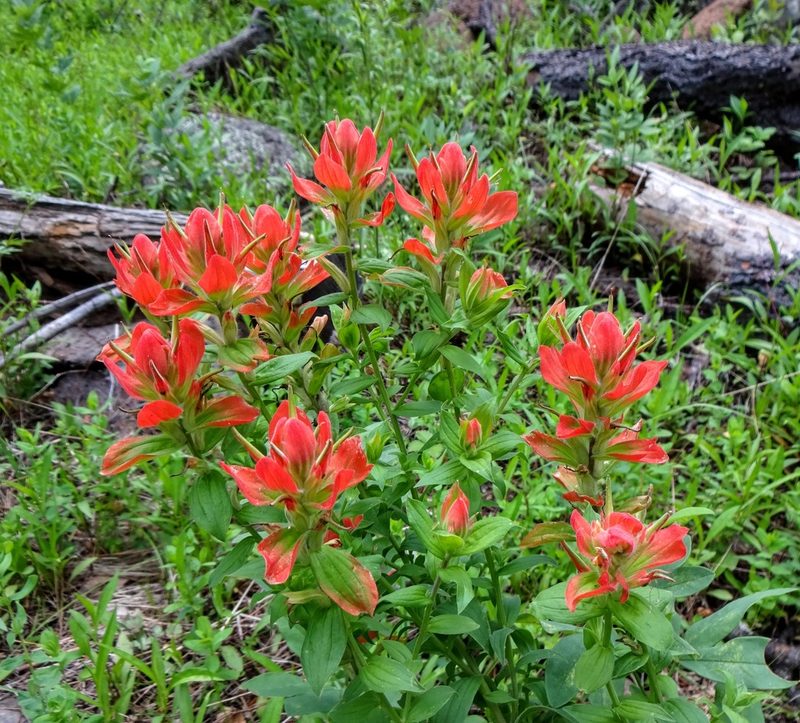 Castilleja nelsonii, photographed by Andrew Tree