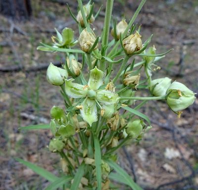 Frasera speciosa, photographed by Andrew Tree