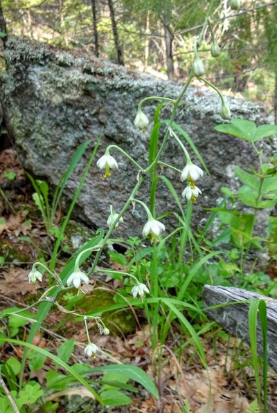 Anticlea virescens, photographed by Andrew Tree