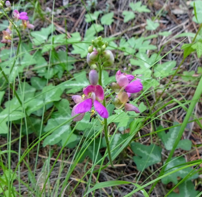 Phaseolus grayanus, photographed by Andrew Tree
