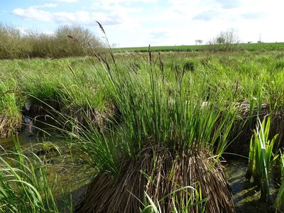 Carex elata, photographed by Grzegorz Grzejszczak
