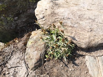Gnaphalium supinum, photographed by Jens-Christian Svenning
