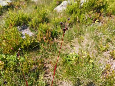 Luzula multiflora, photographed by Jens-Christian Svenning