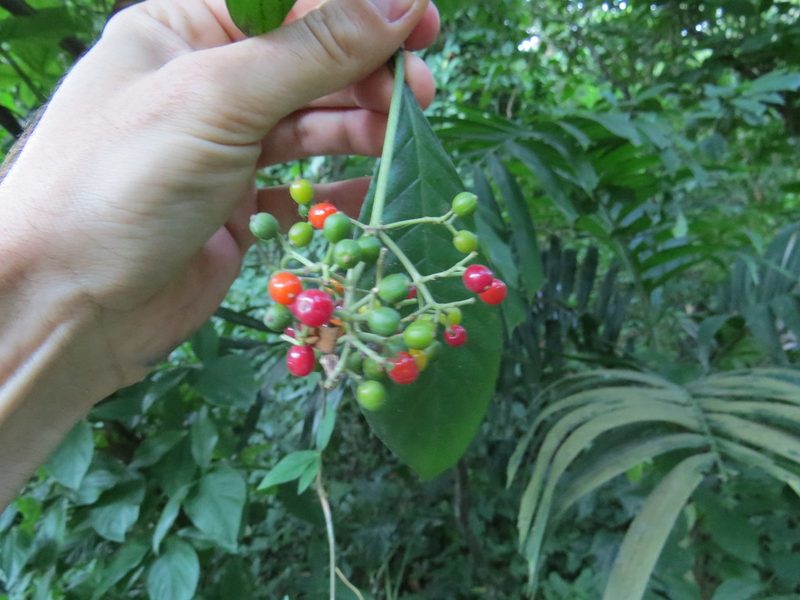 Psychotria carthagenensis, photographed by Victor Farjalla Pontes