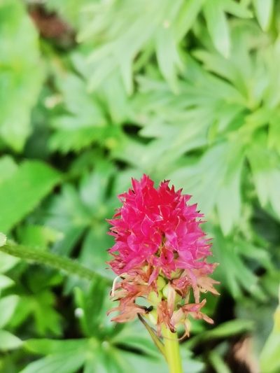 Gymnadenia miniata, photographed by Daniel Ellehammer Larsen