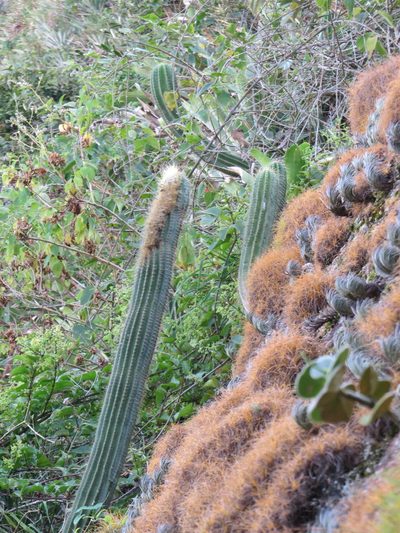 Coleocephalocereus fluminensis, photographed by Victor Farjalla Pontes