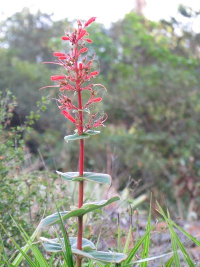 Sinningia bulbosa, photographed by Victor Farjalla Pontes