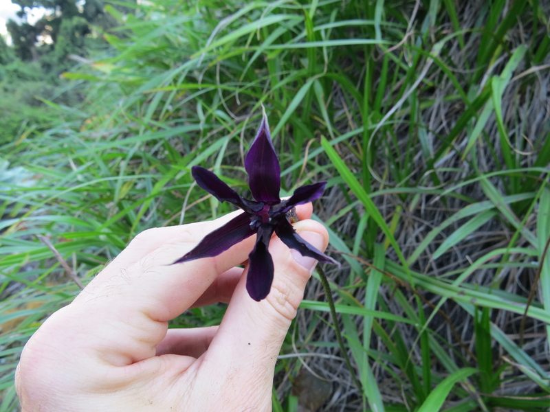 Barbacenia purpurea, photographed by Victor Farjalla Pontes