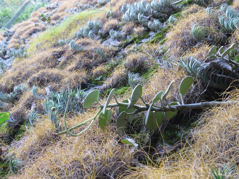 Peperomia incana, photographed by Victor Farjalla Pontes