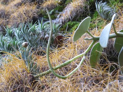 Peperomia incana, photographed by Victor Farjalla Pontes