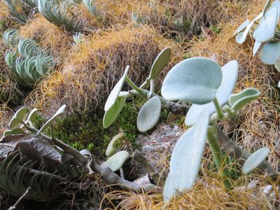 Peperomia incana, photographed by Victor Farjalla Pontes